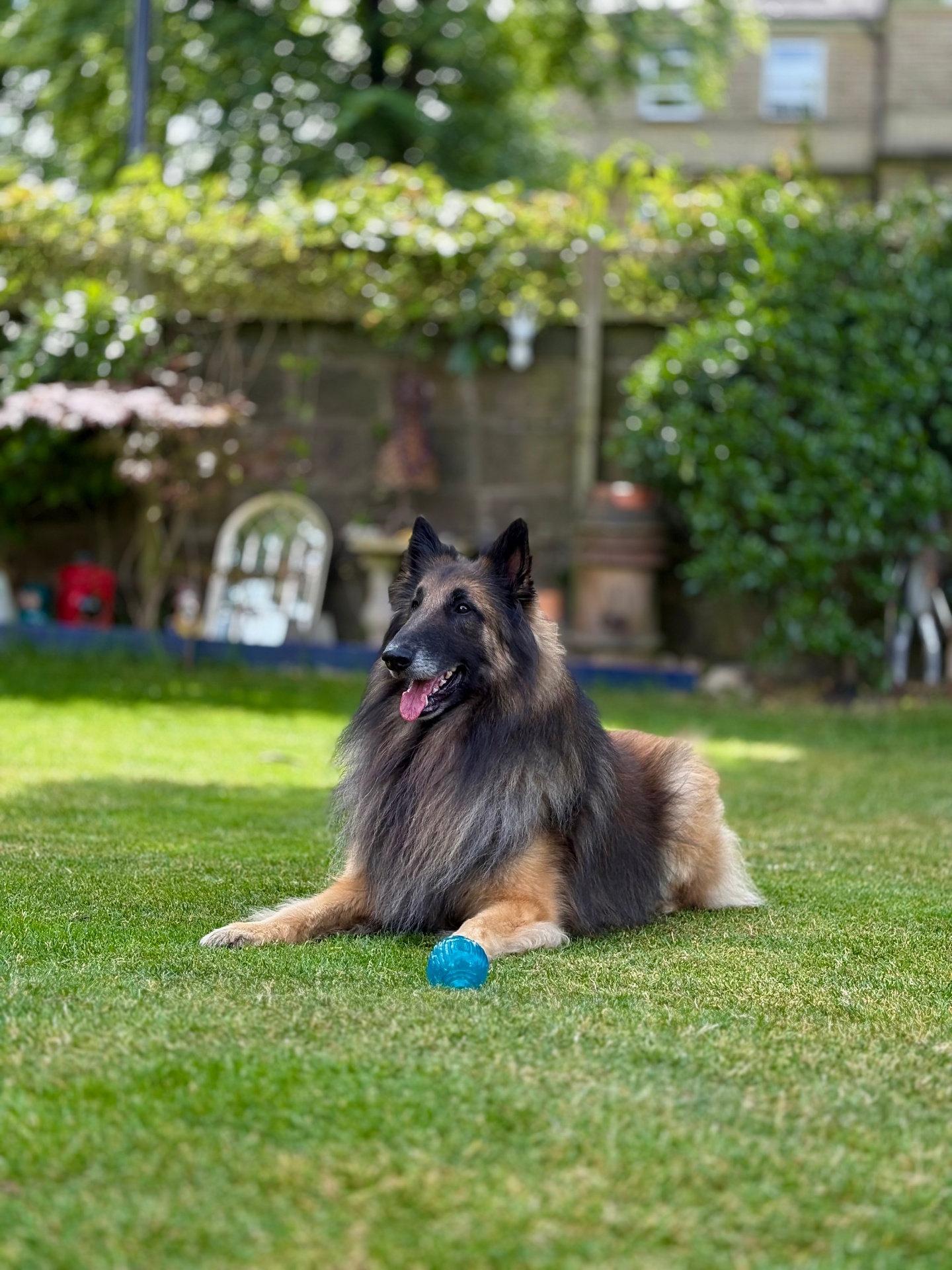 Belgian shepherd