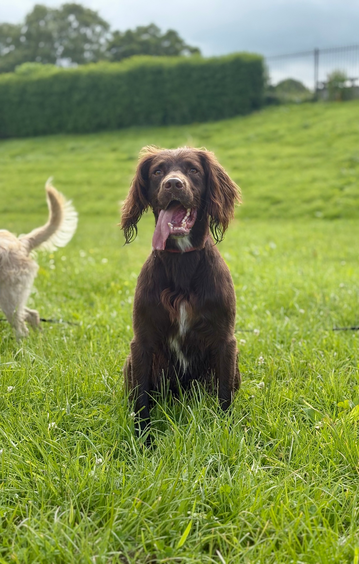 Cocker spaniel